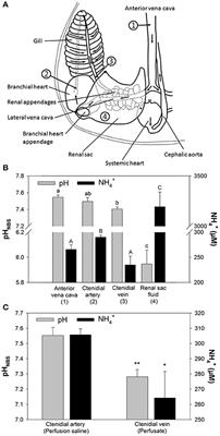 Perfused Gills Reveal Fundamental Principles of pH Regulation and Ammonia Homeostasis in the Cephalopod Octopus vulgaris
